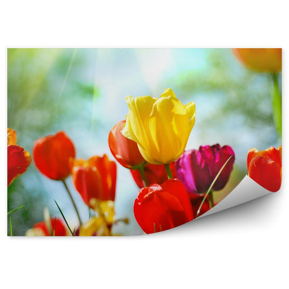 Papier peint Tulipes colorées