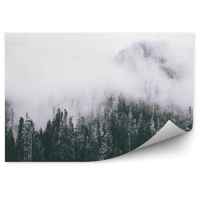 Papier peint Forêt de brouillard