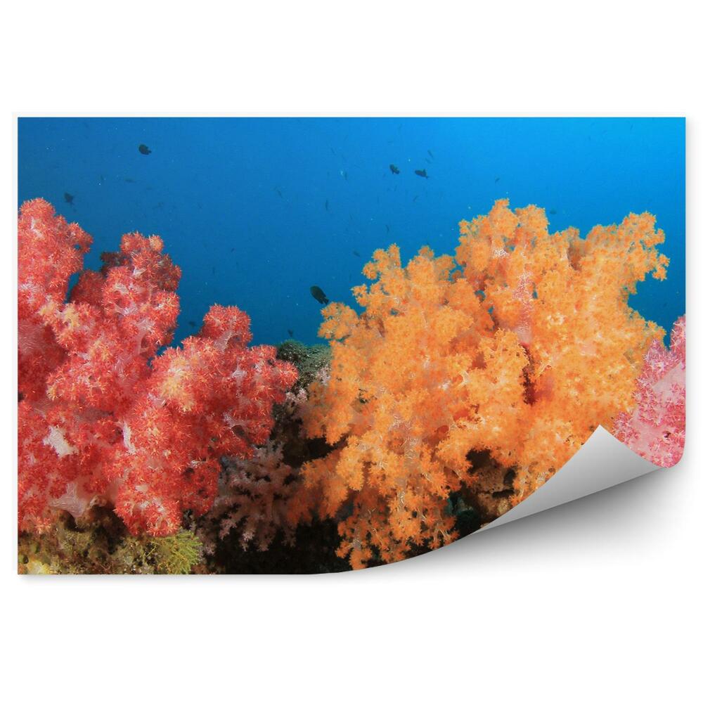 Papier peint Poisson de récif coloré sous l'eau