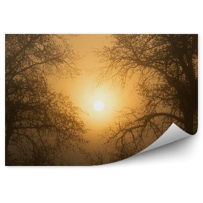 Papier peint Forêt De Conifères Au Coucher Du Soleil