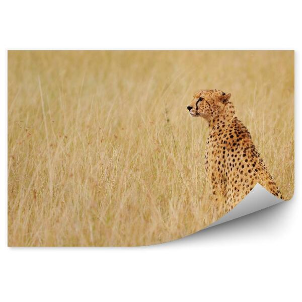 Papier peint Guépard herbe sèche kenya nature