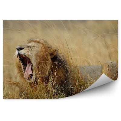 Papier peint Lion Bâillant Dans Les Herbes