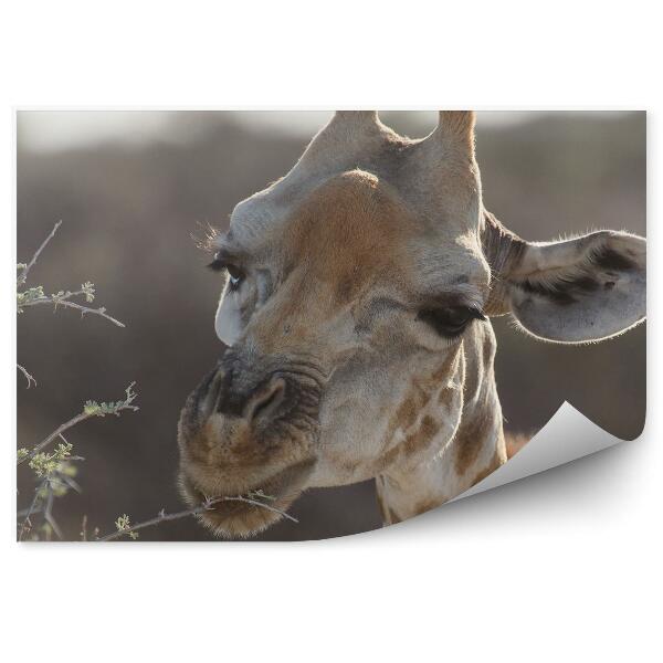 Papier peint Girafe Arbre Feuilles Parc Safari Namibie