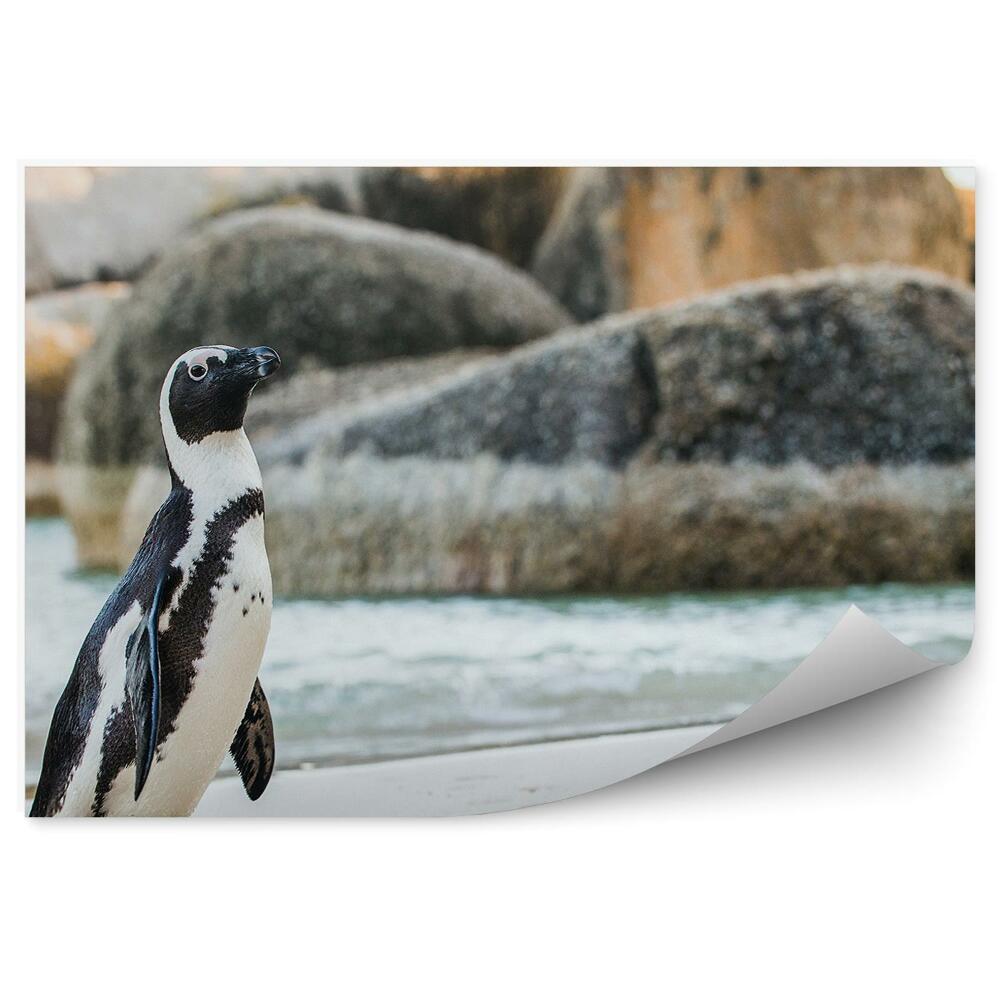 Papier peint Pingouin africain eau rochers