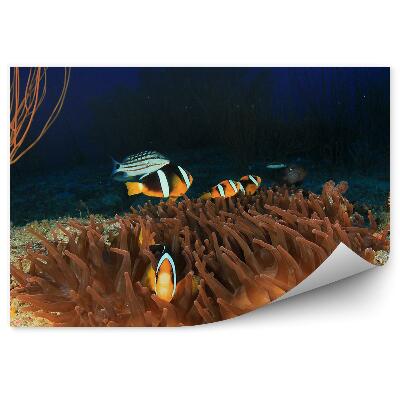 Papier peint Anémones De Récif Et Poisson Clown