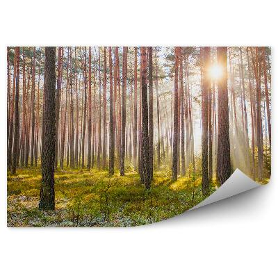 Papier peint Route Du Soleil De La Forêt