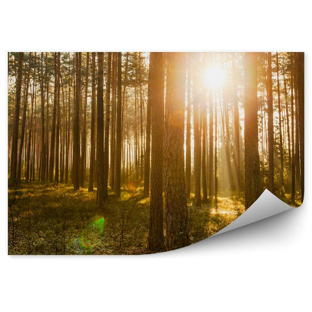 Papier peint Forêt De Pins Au Lever Du Soleil