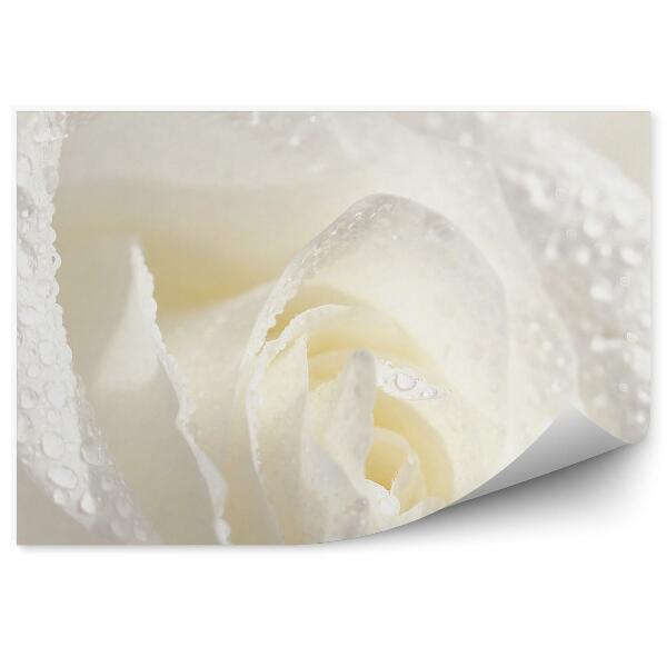 Papier peint Arrière-plan belle rose blanche rosée