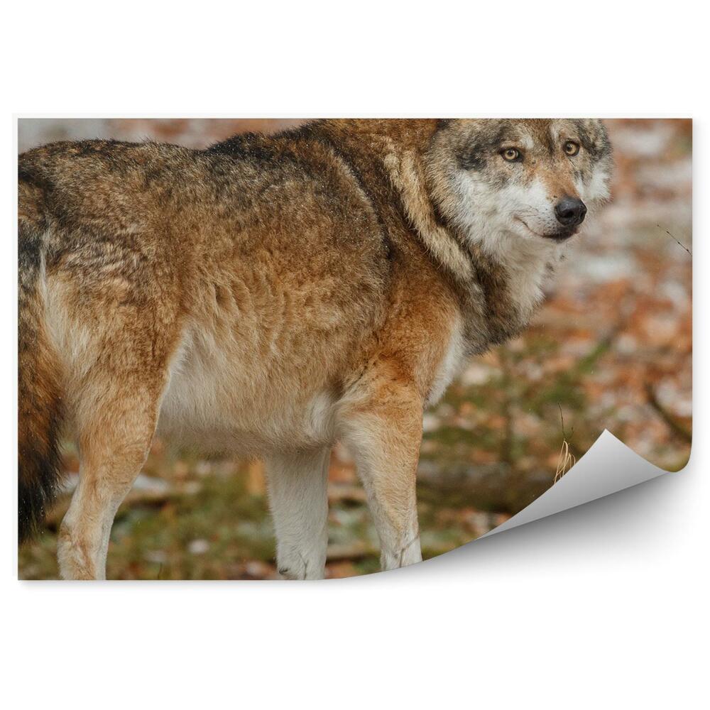 Papier peint Loup Européen Forêt Herbe Nature