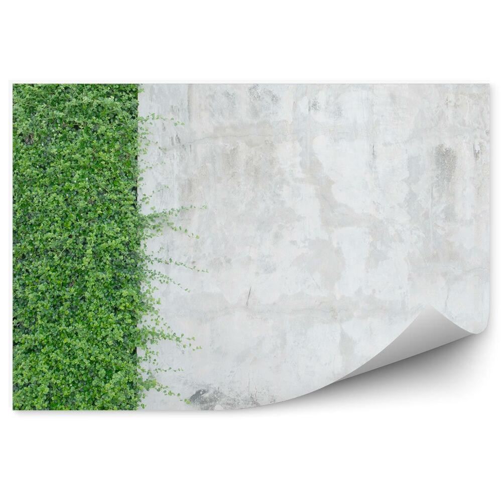 Papier peint Plantes de lierre décoratif sur un mur en béton
