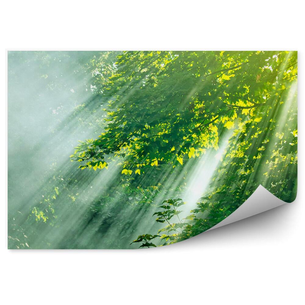 Papier peint Forêt De Feuillus Mousses Rochers