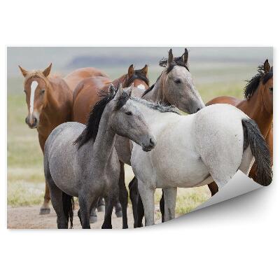 Papier peint Troupeau De Chevaux Bruns Gris Brun Blanc Eau Herbe