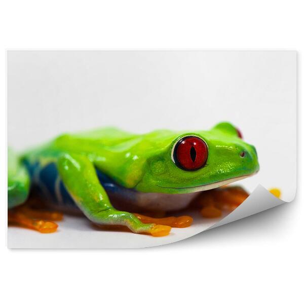 Papier peint Grenouille Verte Sur Fond Blanc