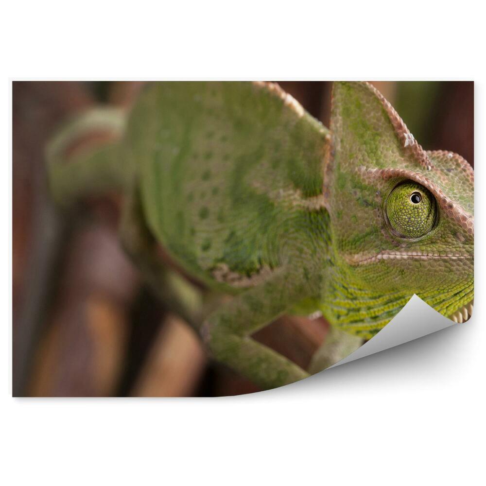 Papier peint Caméléon Sur Fond De Brindilles