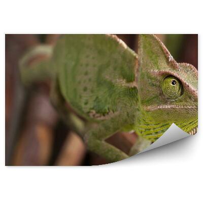 Papier peint Caméléon Sur Fond De Brindilles