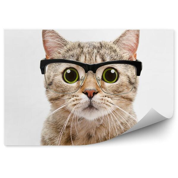 Papier peint Portrait Chat Lunettes Yeux Verts Fond Blanc