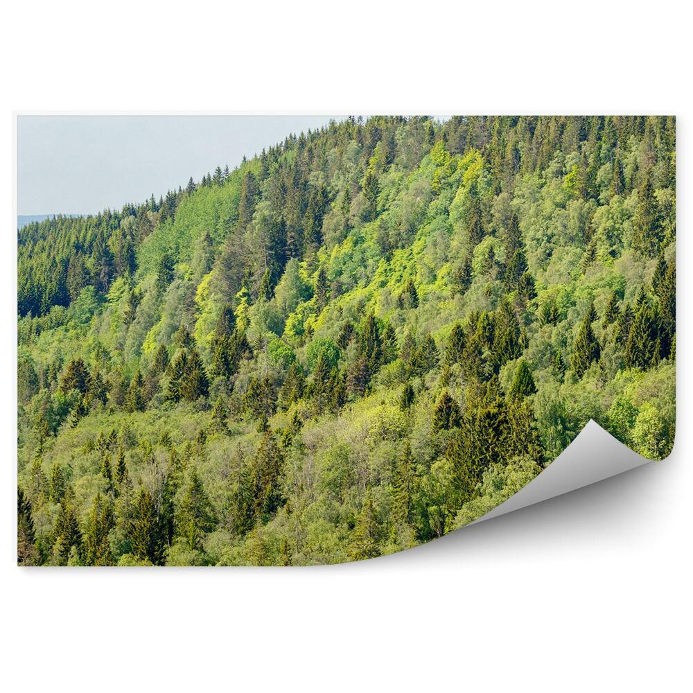 Papier peint Forêt De Conifères Montagnes Ciel Nuages Tatra Coucher De Soleil