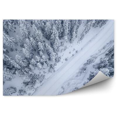 Papier peint Vue D'une Forêt De Pins