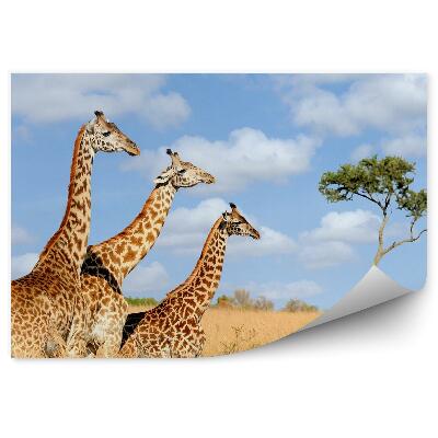 Papier peint Végétation nature kenya africa girafes