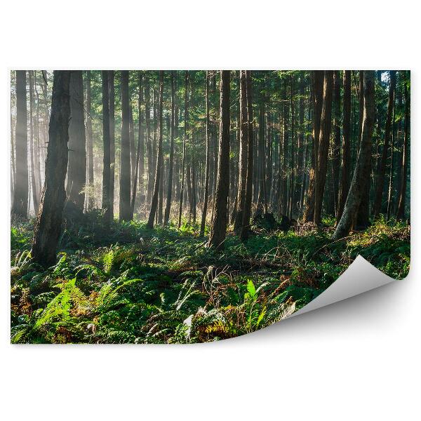 Papier peint Forêt De Bouleaux D'automne