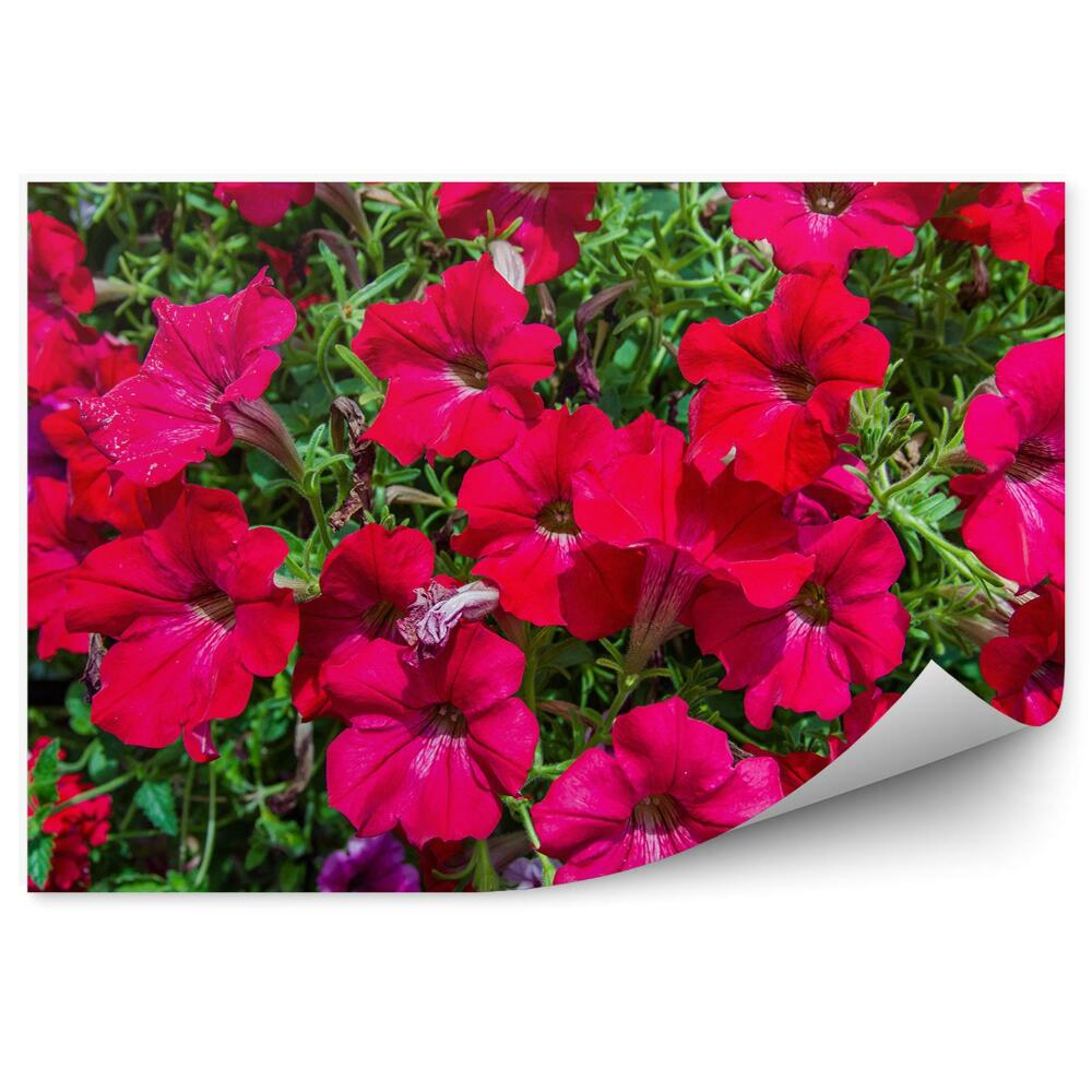 Papier peint Pétunias fleuris Fleurs colorées Jardin
