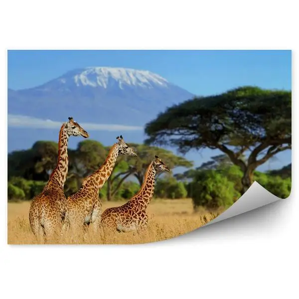 Papier peint panoramique Trois girafes à l'arrière-plan du mont Kilimandjaro