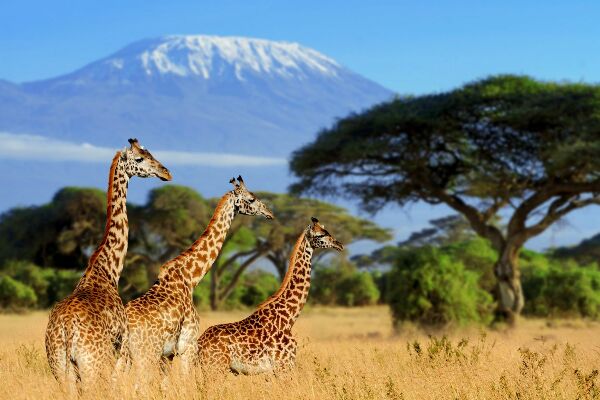 Papier peint panoramique Trois girafes à l'arrière-plan du mont Kilimandjaro