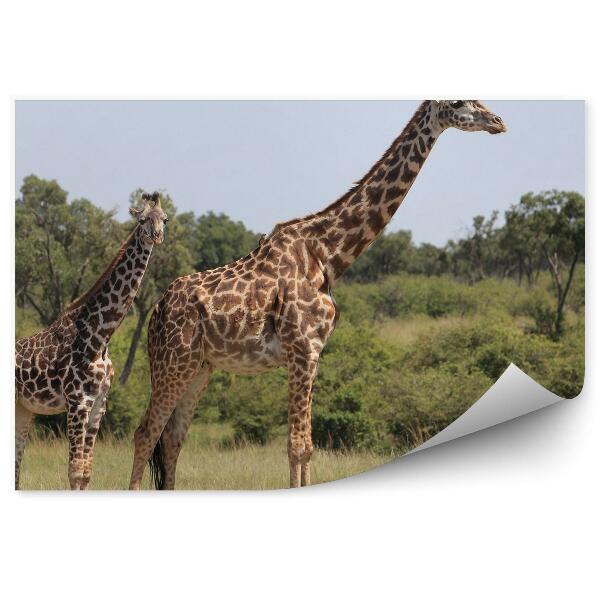 Papier peint Girafe Avec Son Petit Dans La Savane