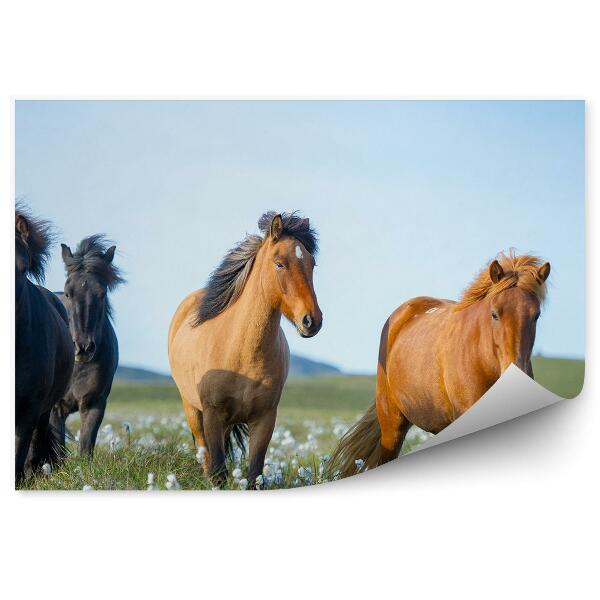 Papier peint Chevaux Islandais Fleurs De Clairière