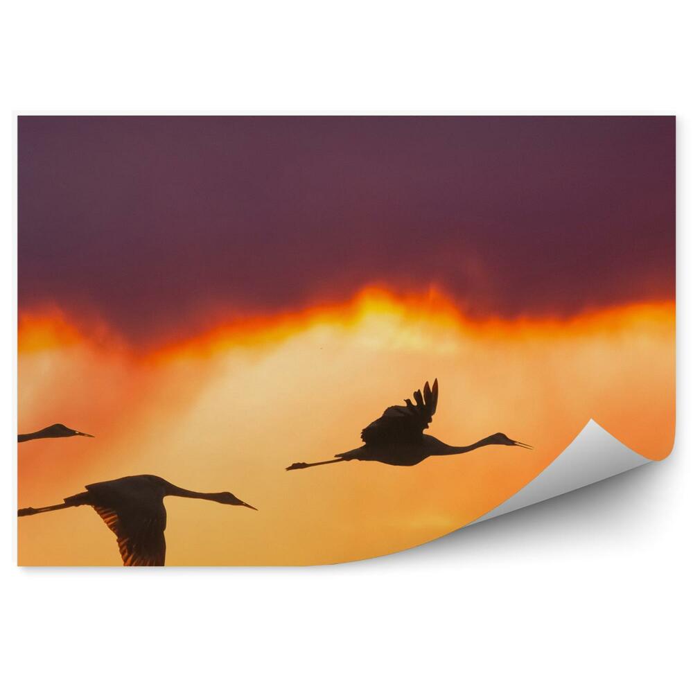 Papier peint Oiseaux Grues Soleil Levant