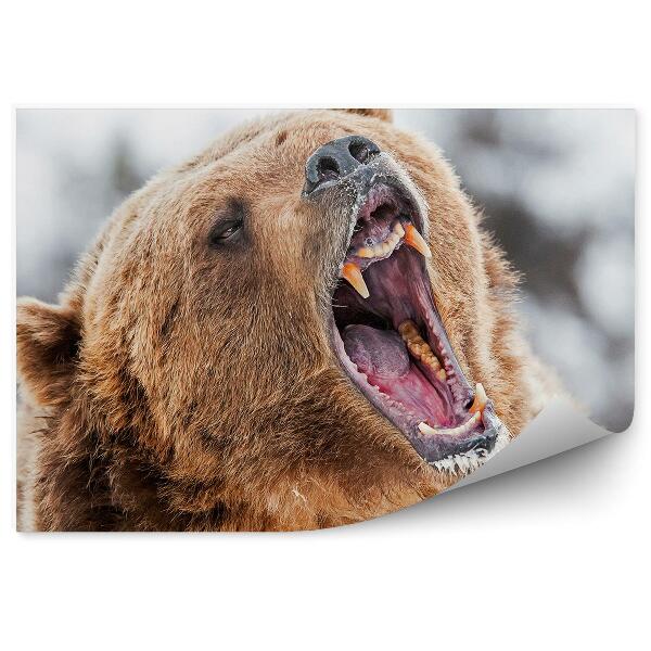 Papier peint Grizzly Rugissant