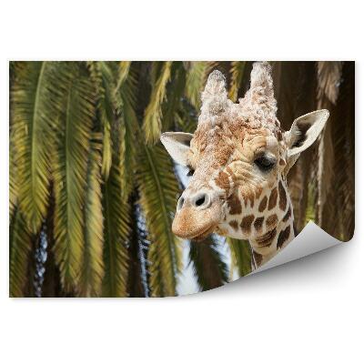 Papier peint Tête De Girafe Sur Fond De Palmiers