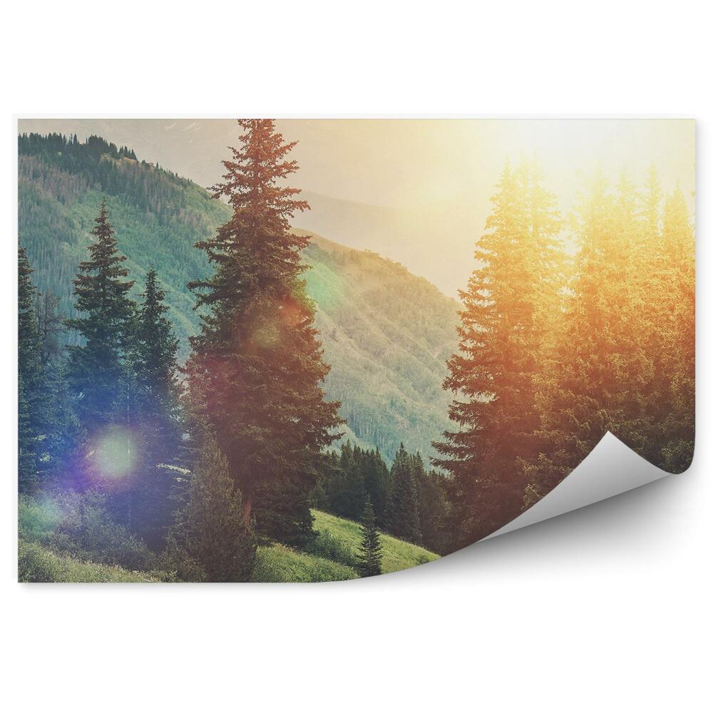 Papier peint Sentier battu parmi les arbres Arbre de Noël Collines forestières