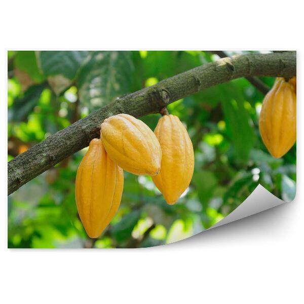 Papier peint Plantes Branches de cacao Feuilles