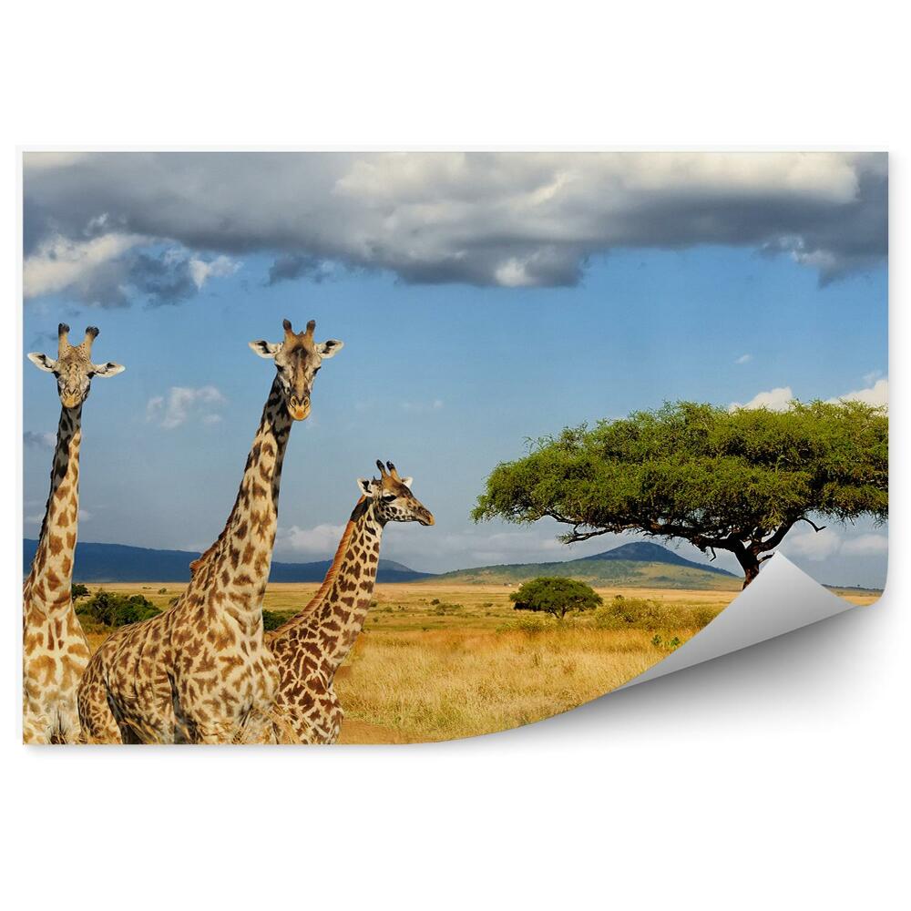 Papier peint Girafes kenya africa végétation