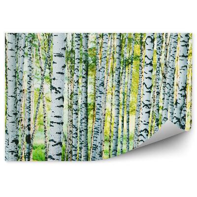 Papier peint Herbe Verte Arbres Troncs De Bouleau