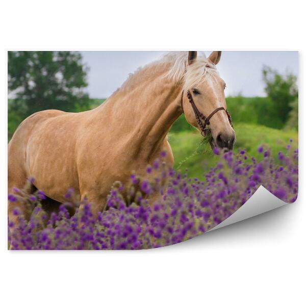 Papier peint Cheval marron Fleurs Mauve Pré Plantes