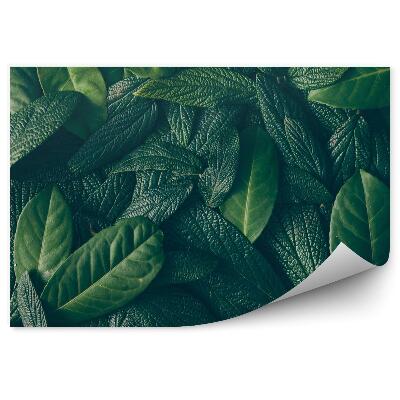 Papier peint Arrangement de feuilles vertes