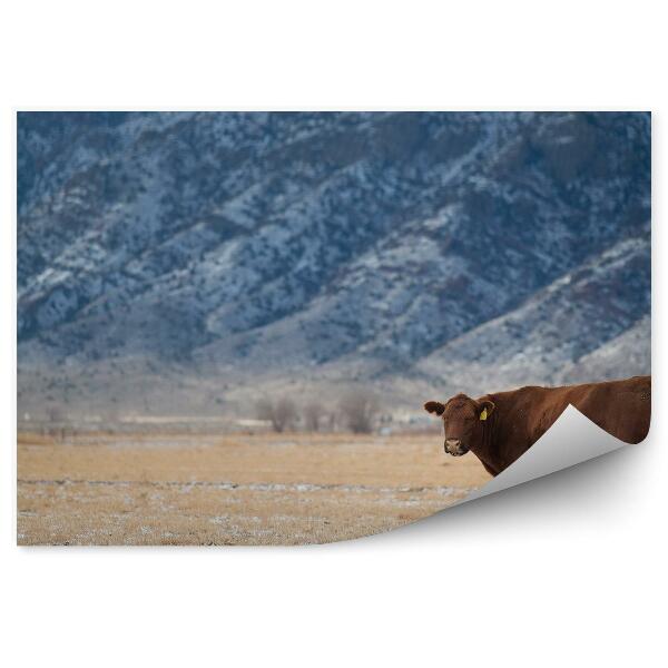 Papier peint Vache Pré Herbe sèche Montagne