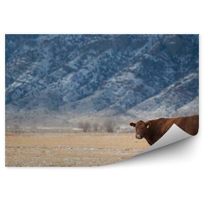 Papier peint Vache Pré Herbe sèche Montagne