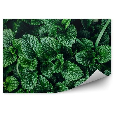 Papier peint Végétation verte menthe Herbes