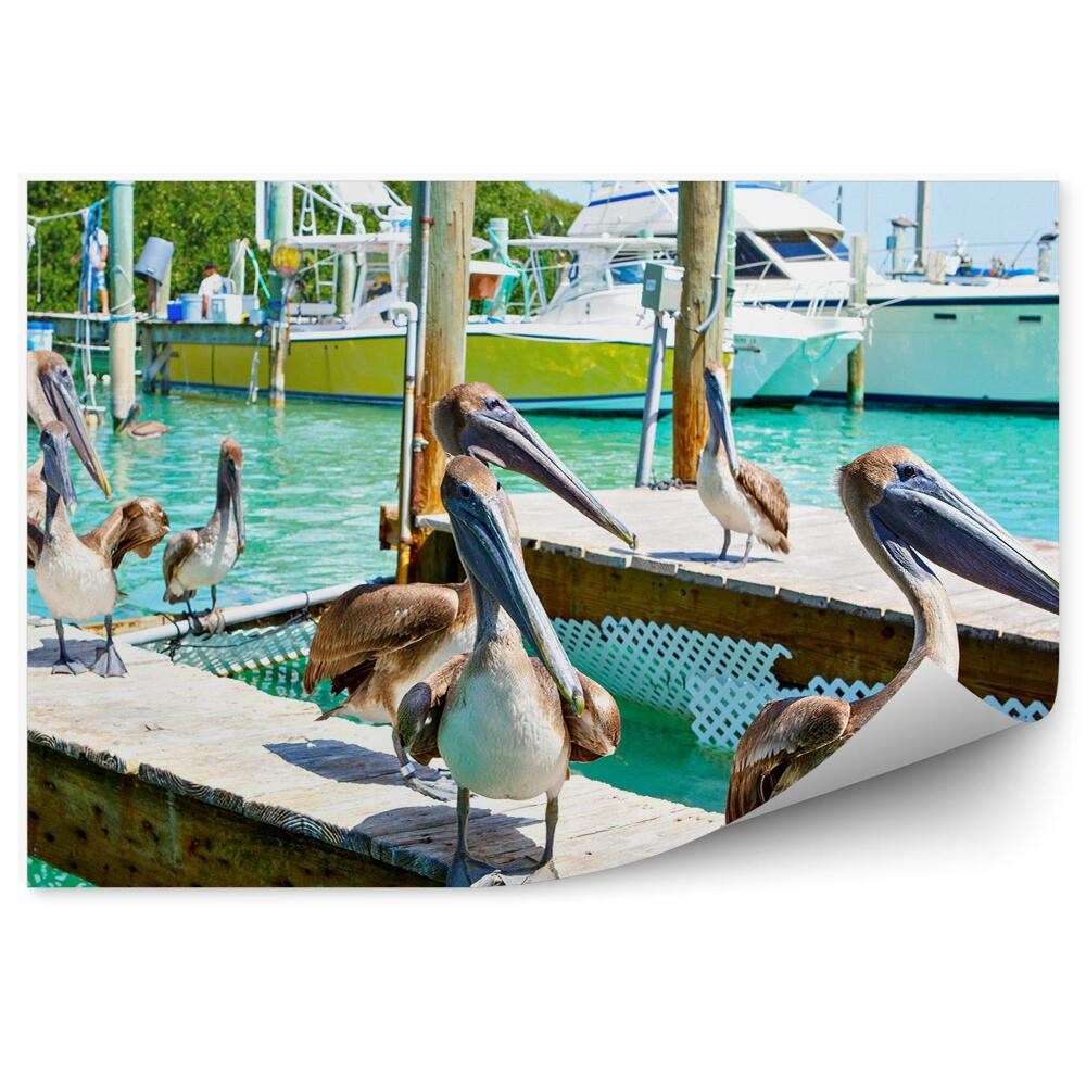 Papier peint Pélicans floride oiseaux bateaux port