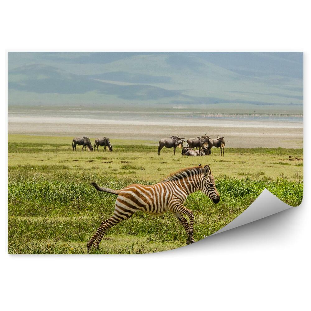Papier peint Nouveau-né Zèbre Sawanna Afrique Bison Montagnes Nature