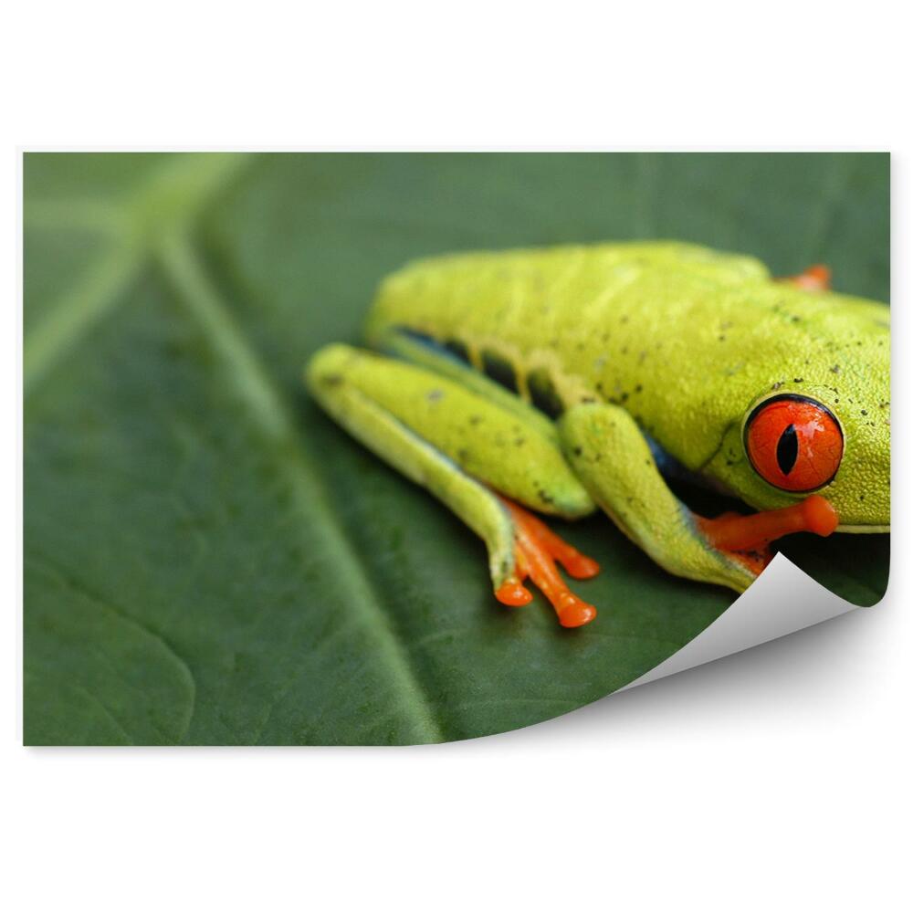 Papier peint Rainette Sur Une Feuille