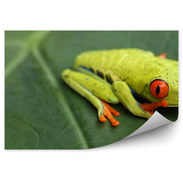 Papier peint Rainette Sur Une Feuille