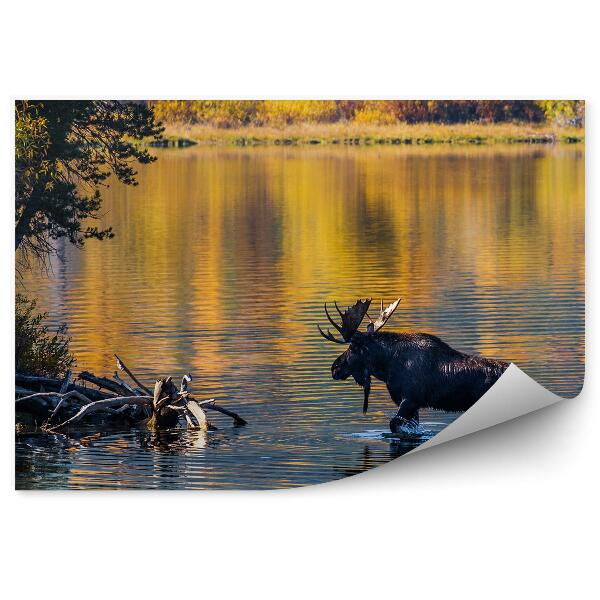 Papier peint Rivière Moose Et Forêt D'automne