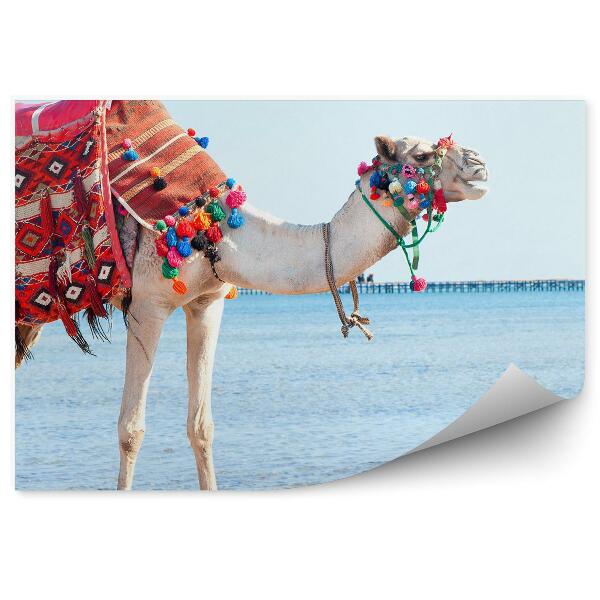 Papier peint chameau plage eau animal egypte