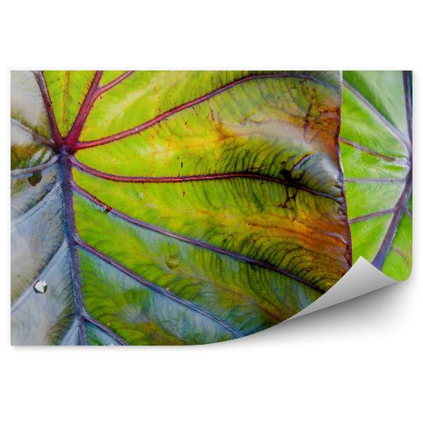 Papier peint Feuille tropicale Hawaii