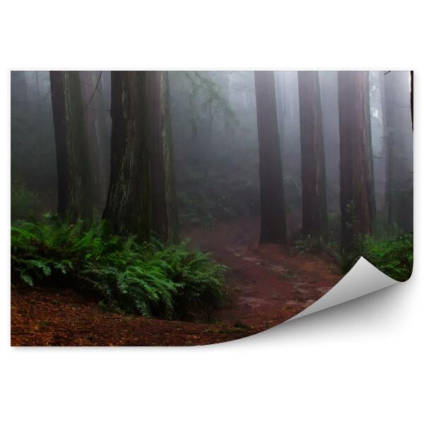 Papier peint Fougères De Brouillard De Forêt De Conifères