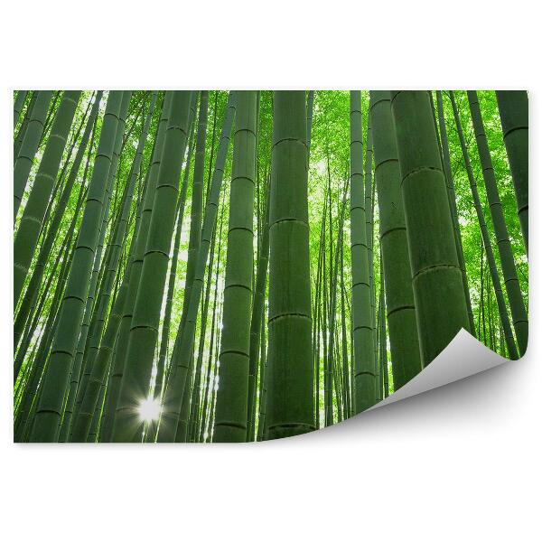 Papier peint Grand bosquet de bambous de Kyoto